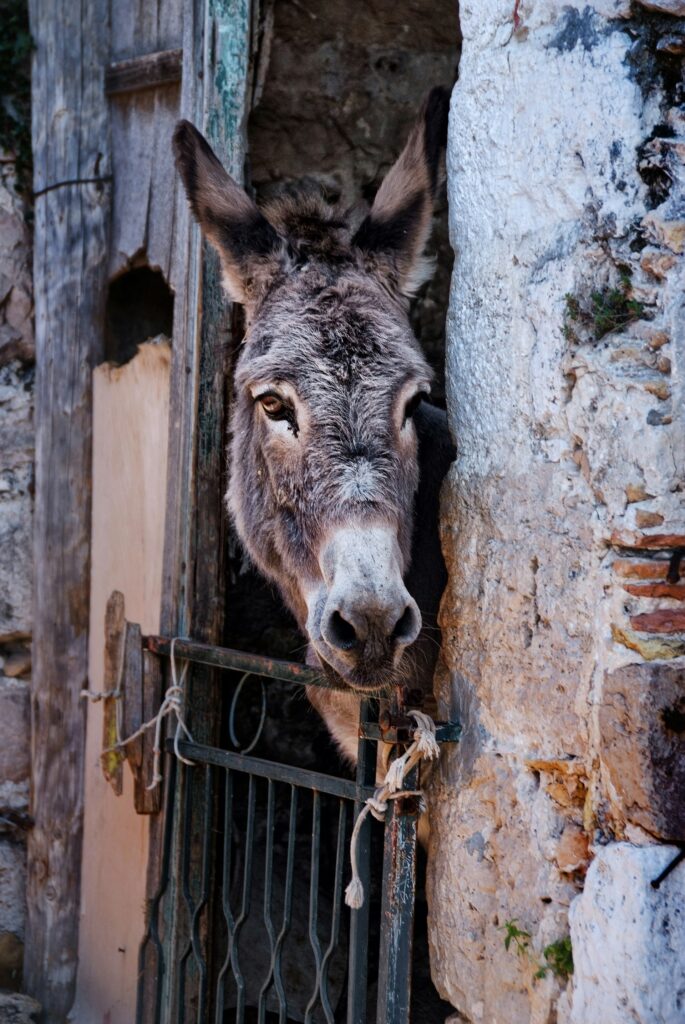 animals on mljet